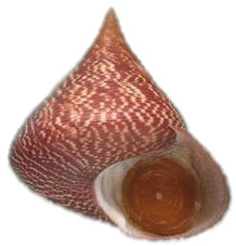 snail shell pattern